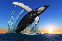 Whale Shark Tours – Ningaloo  Whaleshark-N-Dive  image 4